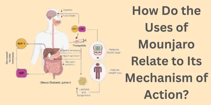 How Do the Uses of Mounjaro Relate to Its Mechanism of Action