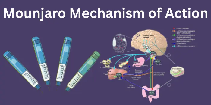 Mounjaro Mechanism of Action
